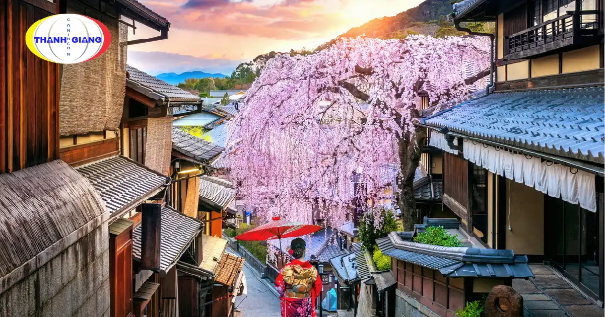 Hoa Anh Đào Ở Nhật Bản