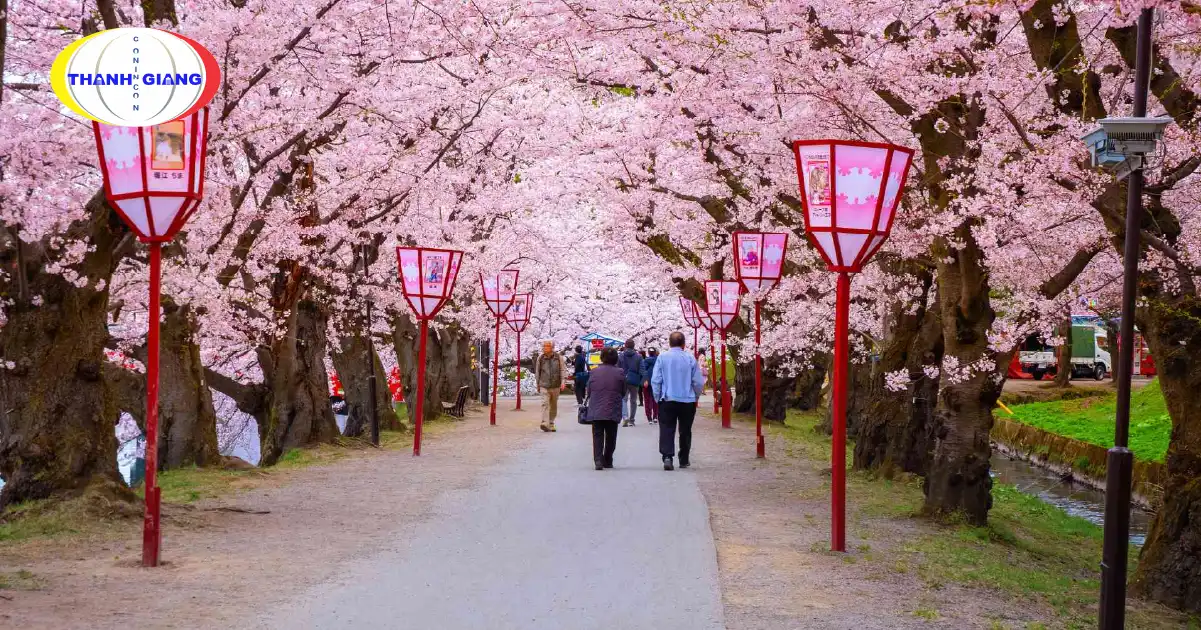 Hoa Anh Đào Ở Nhật Bản