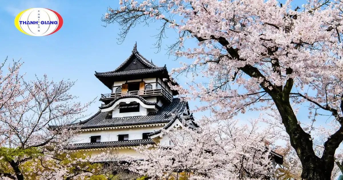Hoa Anh Đào Ở Nhật Bản